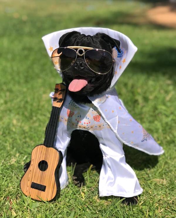 /images/uploads/pug nation rescue of los angeles/2018pugnation/entries/6294thumb.jpg